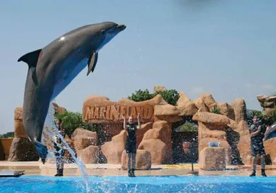 Marineland-image