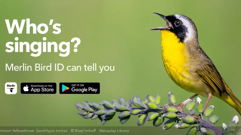 Merling Bird ID-image