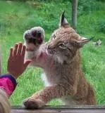 Skånes Djurpark bij Höör-image