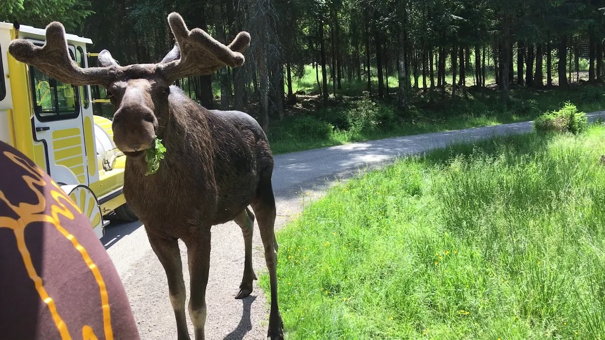 Eland safari in Markaryd-image