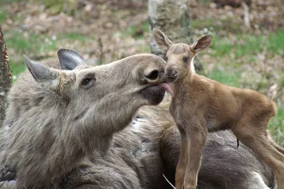 Västra Torup Alpaka farm-image
