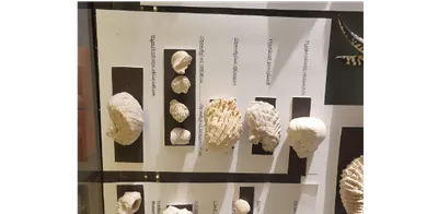 Bromölla Havsdrakarnas Hus-image