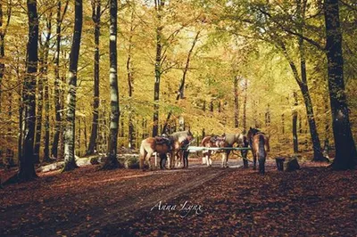 Paardrijden Söderåssen-image