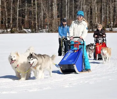 Husky sledetocht-image
