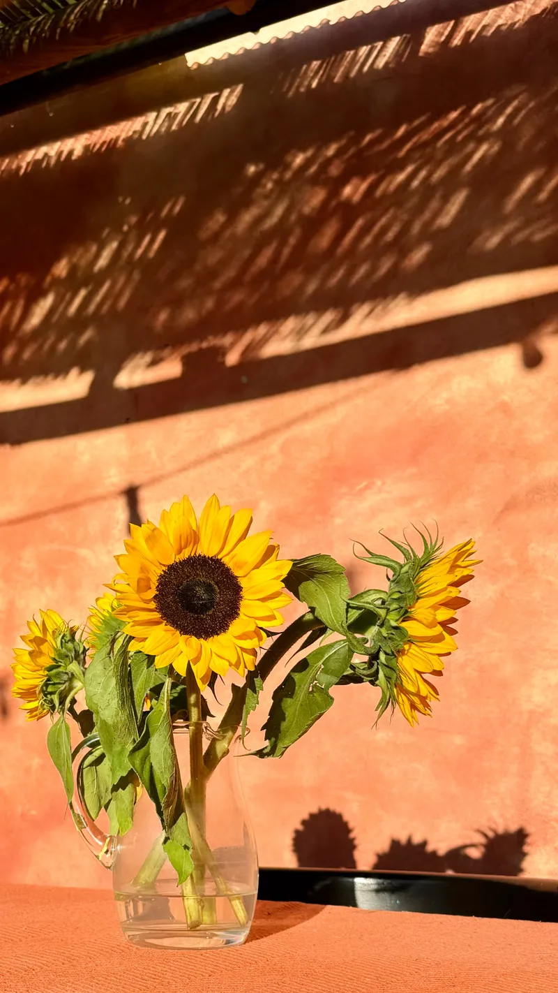 In de Aap Nieuws & blogs-image