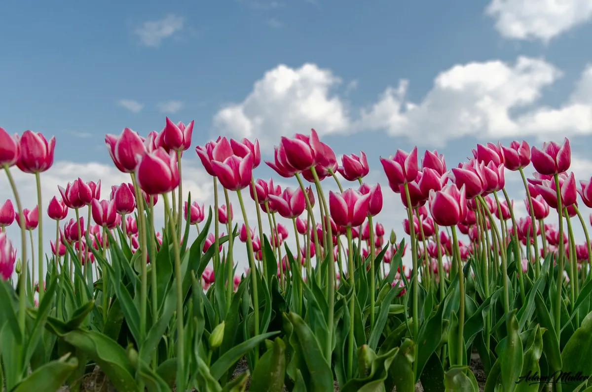 Mijn tips in de omgeving-image